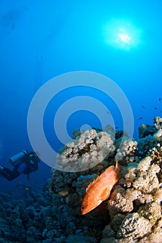 Red reef fish with diver