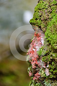 Red and reen moss and vegetation between stones