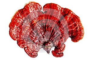 Red reishi mushroom, Lingzhi mushroom, Ganoderma lucidum, lacquered mushroom photo