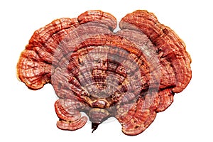 Red reishi mushroom, Lingzhi mushroom, Ganoderma lucidum, lacquered mushroom