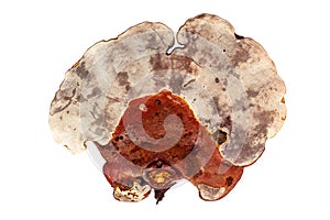 Red reishi mushroom, Lingzhi mushroom, Ganoderma lucidum, lacquered mushroom