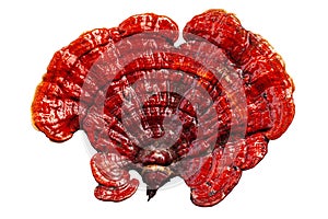 Red reishi mushroom, Lingzhi mushroom, Ganoderma lucidum, lacquered mushroom