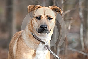 Red Retriever Black Mouth Cur mixed breed dog outside on leash