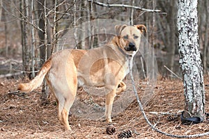 Red Retriever Black Mouth Cur mixed breed dog outside on leash