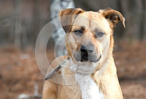 Red Retriever Black Mouth Cur mixed breed dog outside on leash