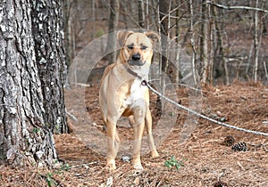 Red Retriever Black Mouth Cur mixed breed dog outside on leash