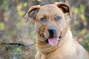 Red Retriever mixed breed Dog