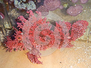 Red Rhinopias photo