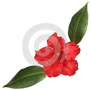 Red rhododendron