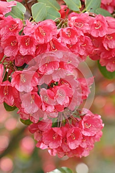 Red rhododendron