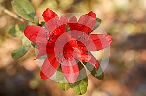 Red rhododendron