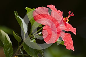 Red Rhododendron