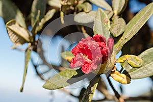 Red Rhododendron arboreum Azalea flower at Doi Intanon Thailand.