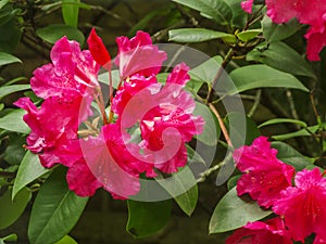 Red rhododendron blossom detail wiht leaves