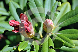 Red rhododendron flower buds close up macro detail, soft blurry green leaves background