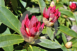 Red rhododendron flower buds