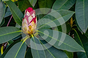 Red Rhododendron Flower Buds