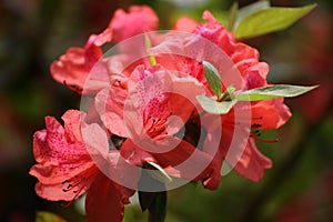 Red Rhododendron Flower in a park in Hong Kong