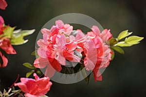 Red Rhododendron Flower in a park in Hong Kong photo