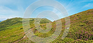 Red rhododendron flowers on summer mountainside panorama view