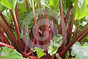 Red rhubarb photo