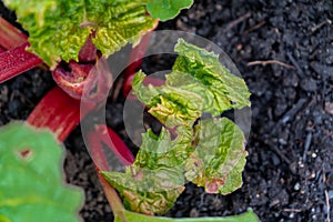 Red rhubarb crown with stalks in early spring, with new leaves. Leaves contain oxalic acid