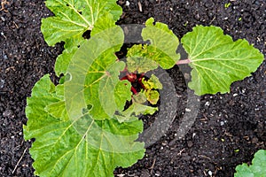 Red rhubarb plant growing in compost soil, inearly spring, showing big leaves containing oxalic acid. Red stalks showing.