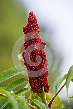 Red Rhus typhina