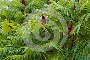 Red Rhus typhina