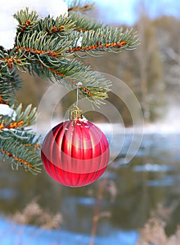 Red ribbed Christmas decoration on snow covered outside pine tree by riverbank