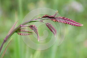 Red-Ribbed Wild Grass in Scottish Countryside