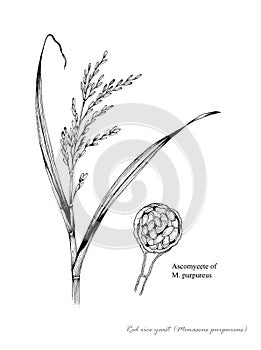 Red rice yeast