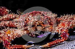Red-ridged Clinging Crab,Mithraculus forceps