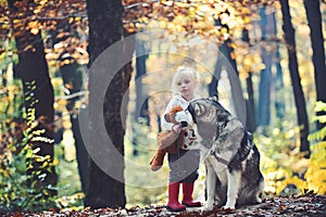 Red riding hood with wolf in fairy tale woods. Child play with husky and teddy bear on fresh air outdoor. Little girl