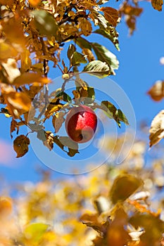 Red ripe almaty apple in golden autumn. Harvest time. Kazakhstan.