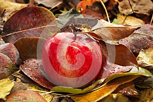 Red ripe apple