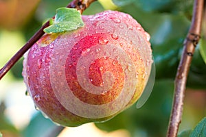 Red ripe apple on an apple-tree in garden