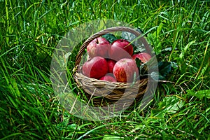 Red ripe apple in basket