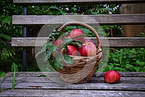 Red ripe apple in basket photo