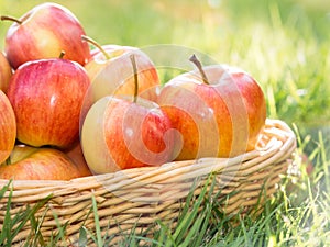 Red ripe apple in basket on yard.