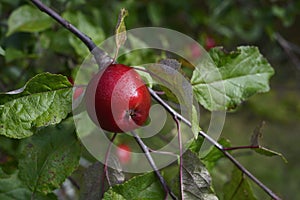 Red ripe apple on a branch