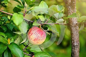 Red ripe apple on the branch in orchard