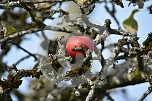 red ripe apple on a dried tree