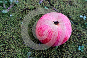 Red ripe apple on the green moss close up macro view