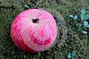 Red ripe apple on the green moss close up macro view