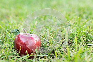 Red ripe apple on the ground in an orchard, garden