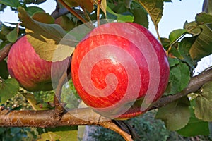 Red ripe apple on the tree