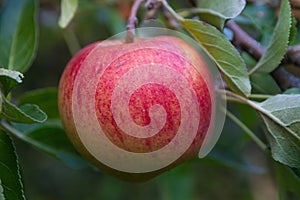 Red ripe Apple on the Tree