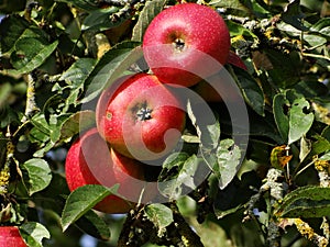Red ripe apple on tree