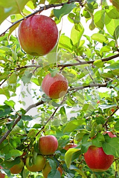 Red ripe apples on apple tree